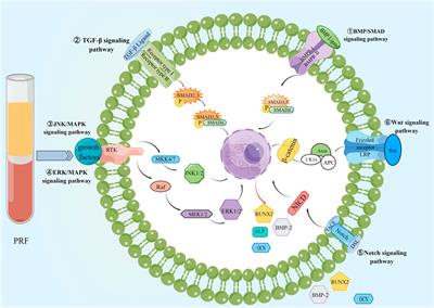 Platelet-rich fibrin as an autologous biomaterial for bone regeneration: mechanisms, applications, optimization